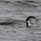 Plongeon imbrin