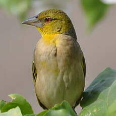 Tisserin gendarme