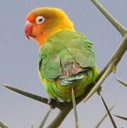 Fischer's Lovebird