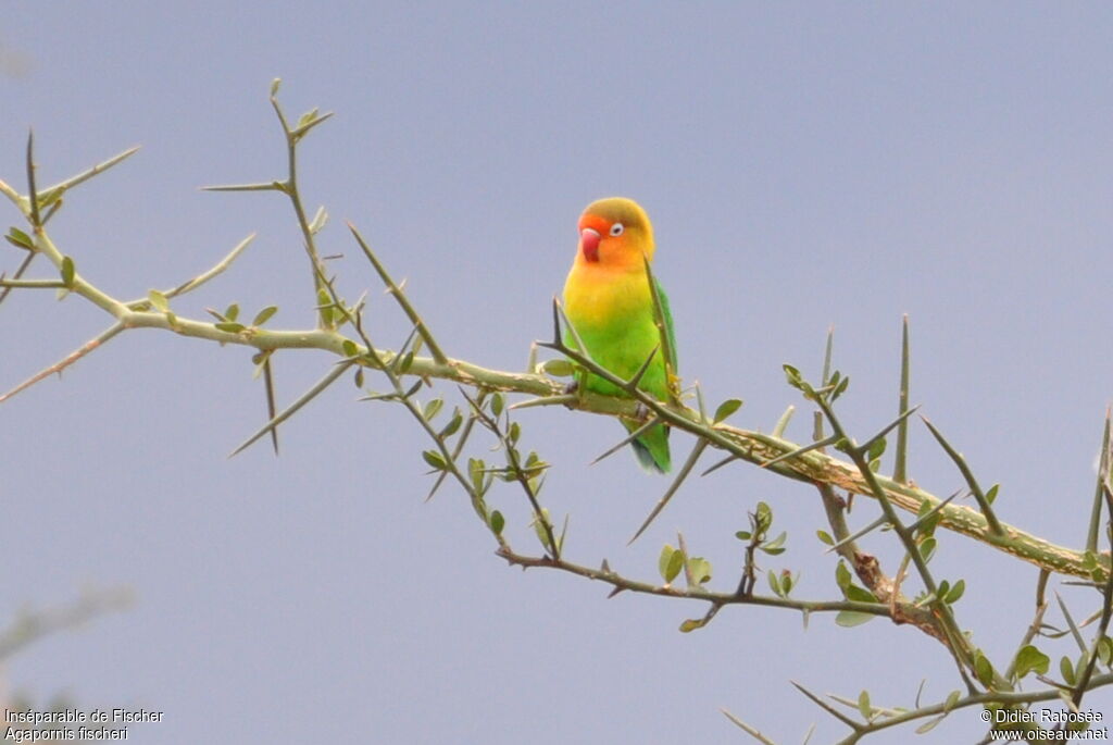 Fischer's Lovebird