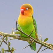 Fischer's Lovebird