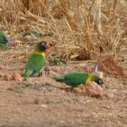 Yellow-collared Lovebird