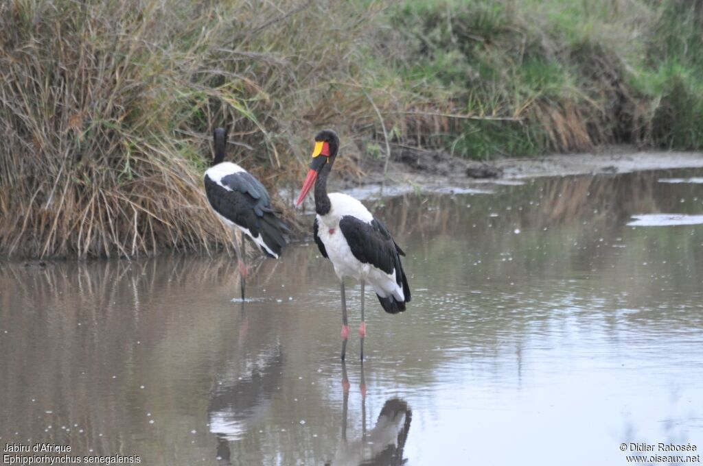 Jabiru d'Afrique mâle adulte