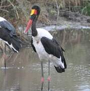 Saddle-billed Stork