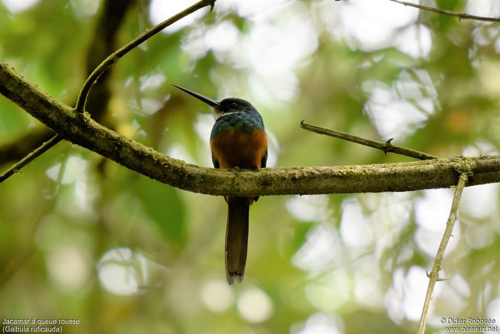 Rufous-tailed Jacamar