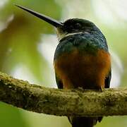 Rufous-tailed Jacamar