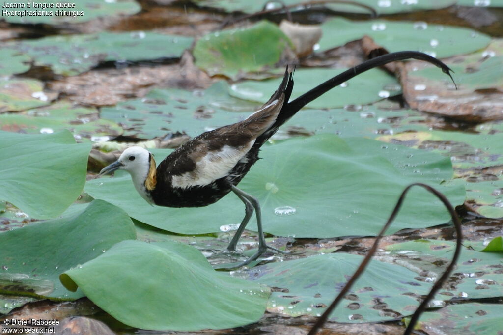 Pheasant-tailed Jacana