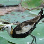 Jacana à longue queue