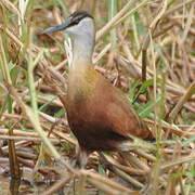 Jacana à poitrine dorée