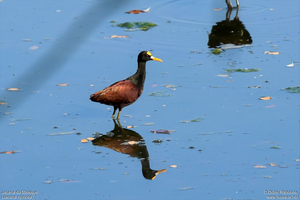 Jacana du Mexiqueadulte