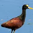 Jacana du Mexique