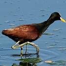 Jacana du Mexique