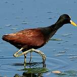 Jacana du Mexique