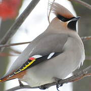 Bohemian Waxwing