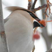 Bohemian Waxwing