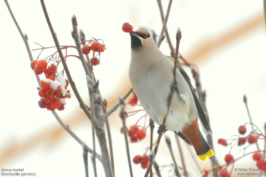 Bohemian Waxwing male adult, Behaviour