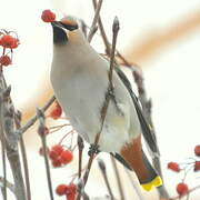 Bohemian Waxwing