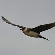 Parasitic Jaeger