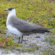 Parasitic Jaeger