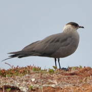 Parasitic Jaeger