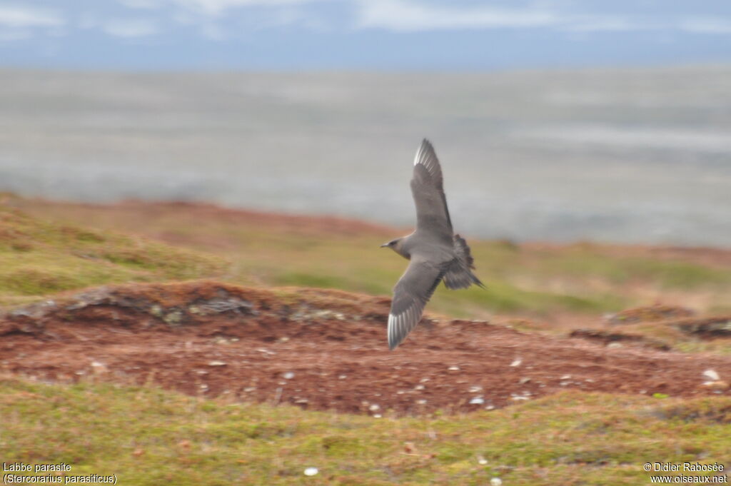 Parasitic Jaegeradult, Flight