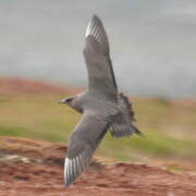 Parasitic Jaeger