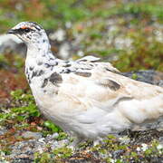 Rock Ptarmigan