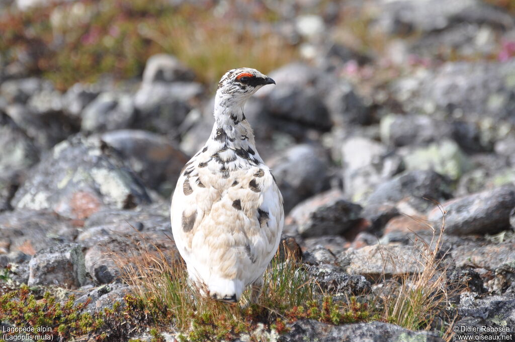 Rock Ptarmigan