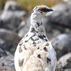 Lagopède alpin