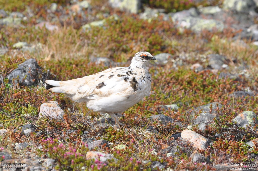 Rock Ptarmigan