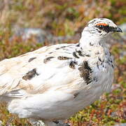 Rock Ptarmigan