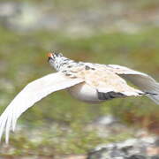 Rock Ptarmigan