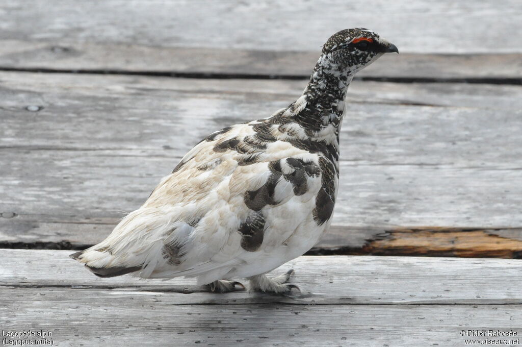 Rock Ptarmiganadult, Behaviour