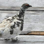 Rock Ptarmigan