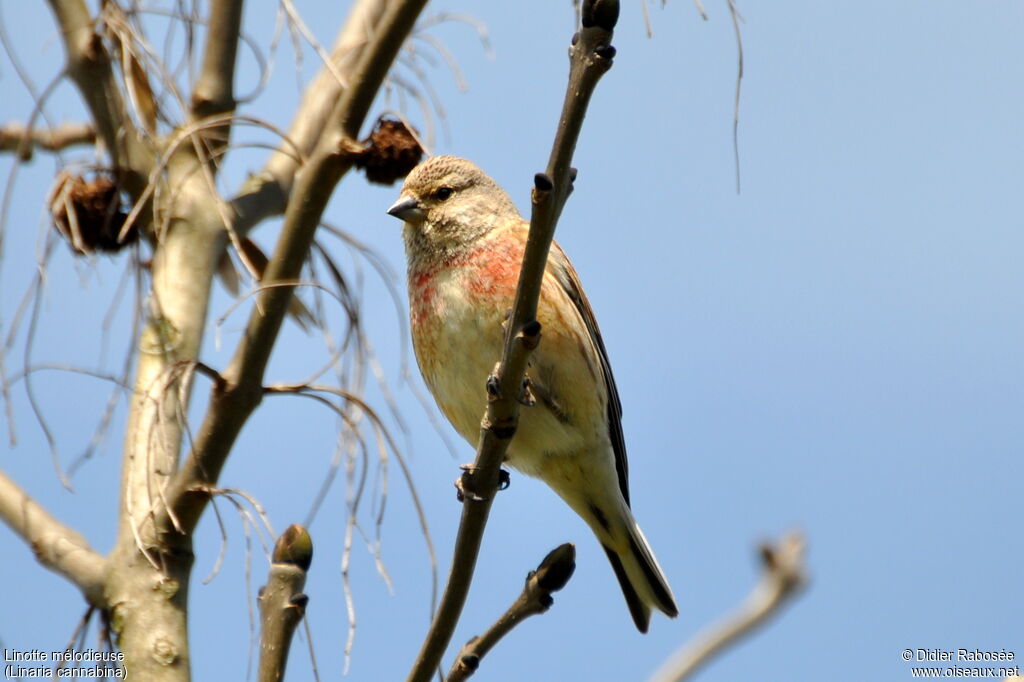 Linotte mélodieuse