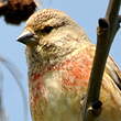 Linotte mélodieuse