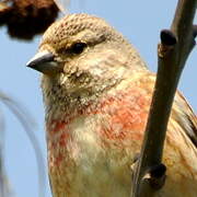 Linotte mélodieuse