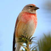 Common Linnet