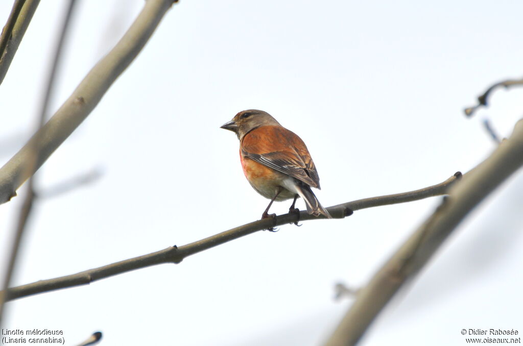 Common Linnet male adult