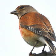 Common Linnet