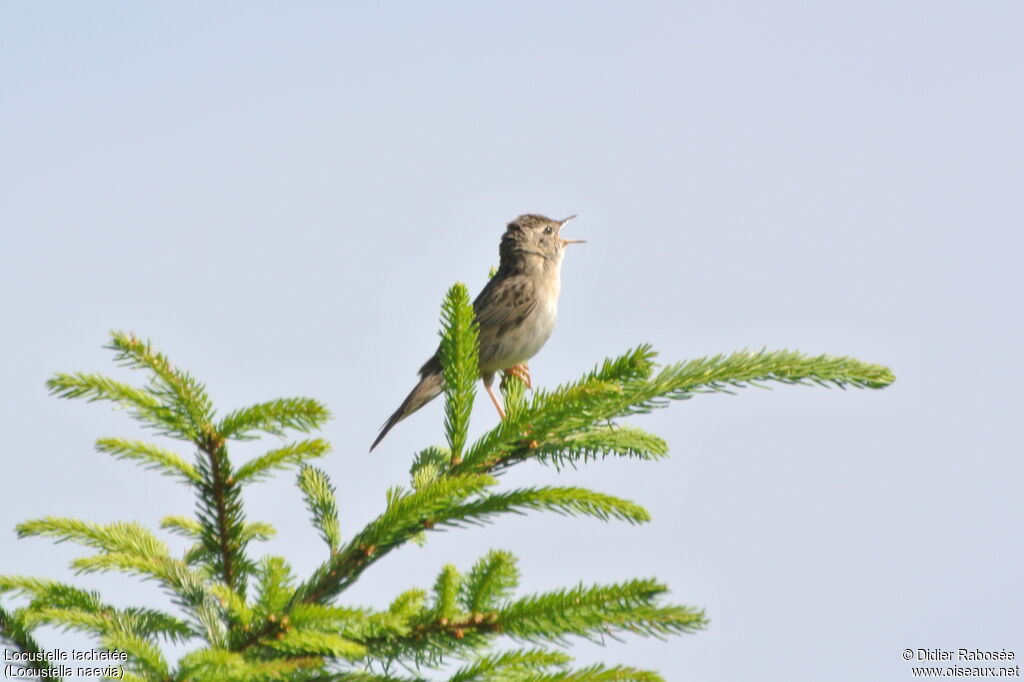 Common Grasshopper Warbler, song