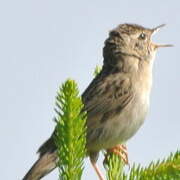 Common Grasshopper Warbler