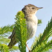 Common Grasshopper Warbler