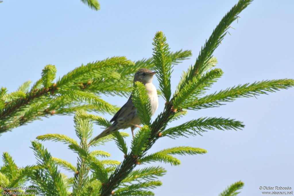 Common Grasshopper Warbler