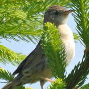 Common Grasshopper Warbler