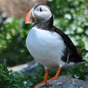 Atlantic Puffin