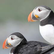 Atlantic Puffin