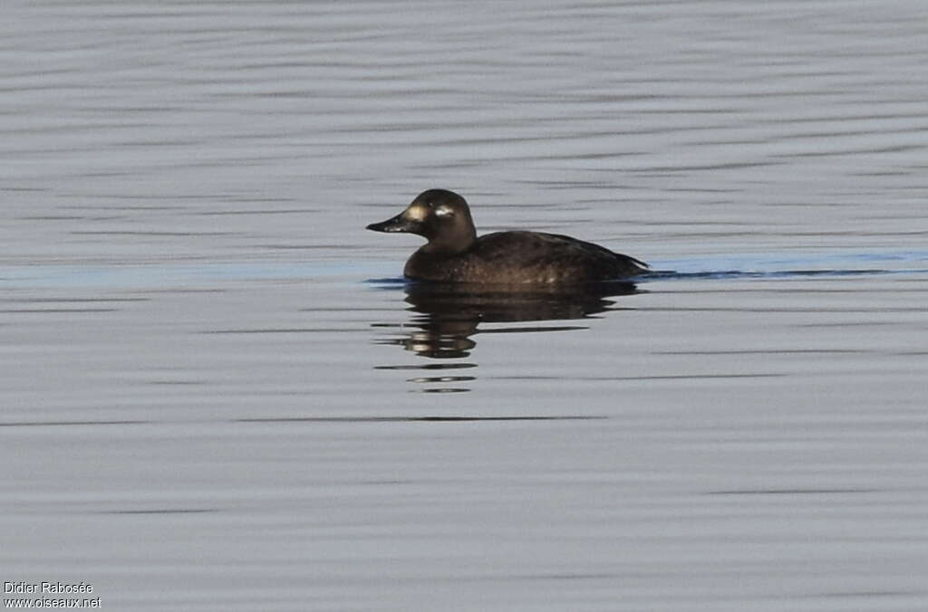 Velvet Scoter female adult post breeding, identification