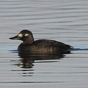 Velvet Scoter