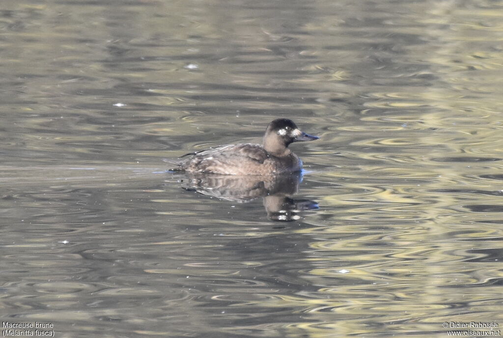 Velvet Scoter female